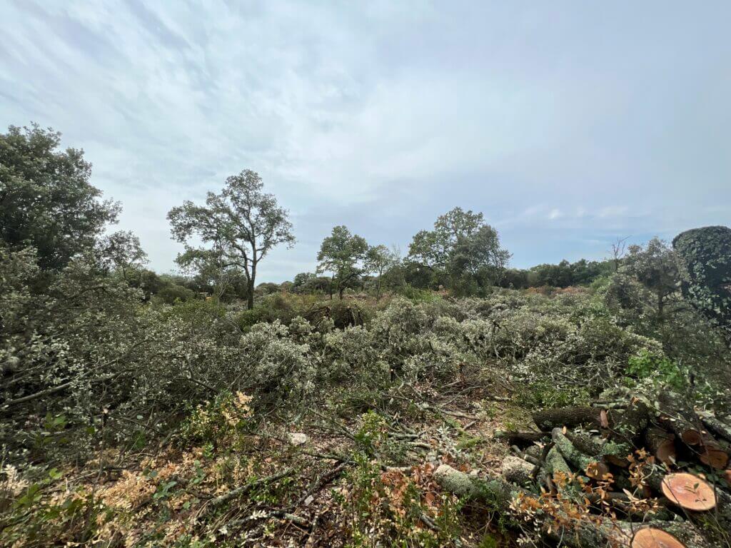 Bûches de bois de chêne vert pour chauffage Bûches de bois de chêne vert empilées, parfaites pour cheminée et poêle à bois